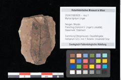 Foto (Objekt + Etikett) von Myrica lignitum Unger (NHMW-GEO-2024-0188-0626)